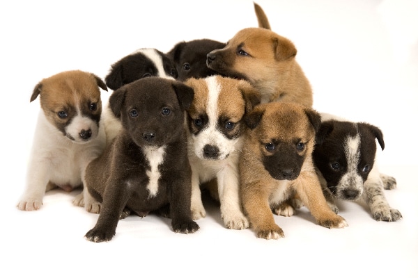 Cute Puppy 2